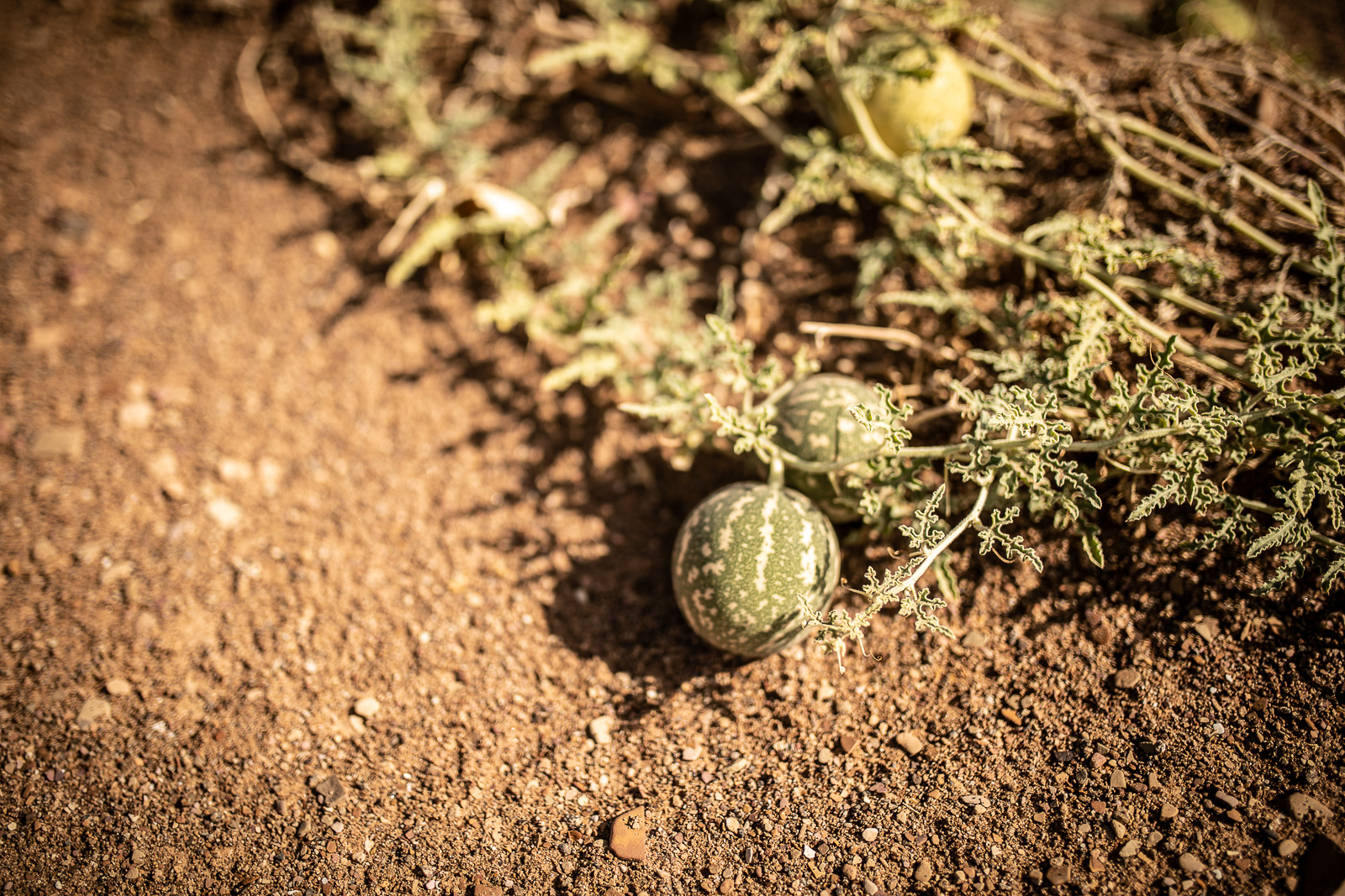 Human & Nature  outoftime 33